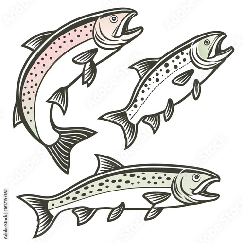 "Hand-drawn vector illustration set of rainbow trout (Oncorhynchus mykiss) in various dynamic swimming and jumping poses. Realistic yet stylized line art, clean ink-style outlines with subtle 
