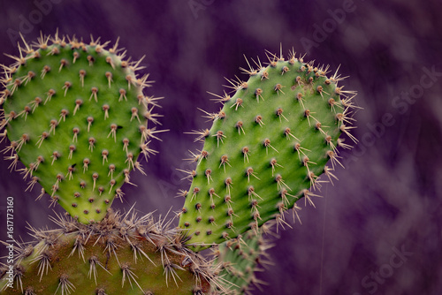 Angel wing Cactus  close up San Diego California 