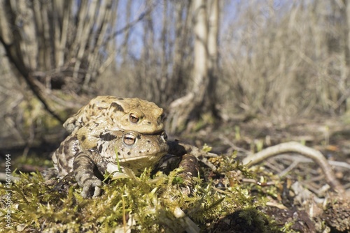 Common toads (Bufo bufo) in the mating season, pair during toad migration, Hesse, Germany