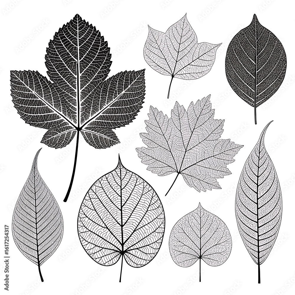 Obraz premium Collection of detailed black and white leaf imprints with intricate vein patterns