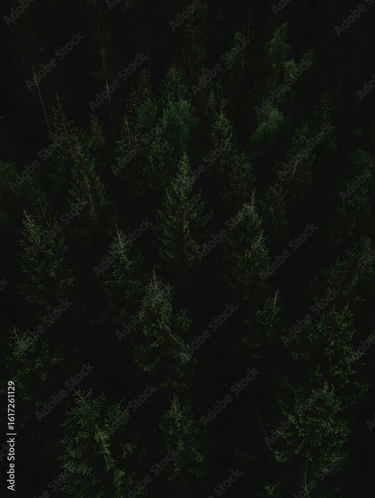 Obraz premium Aerial view into a dark forest