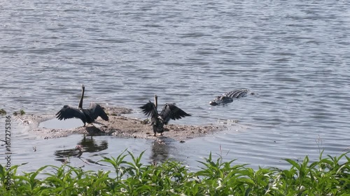 Alligator and Anhinga Birds in Florida Wetland