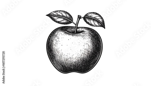 Detailed black and white illustration of an apple