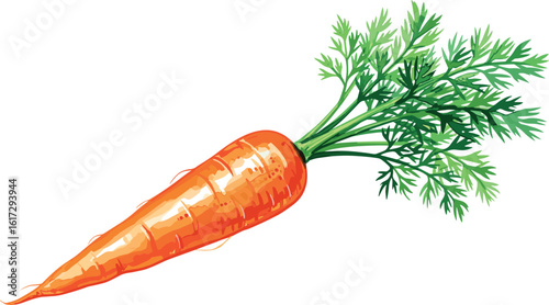 Watercolor illustration of fresh orange carrots with green leaves. Food clipart illustration.
