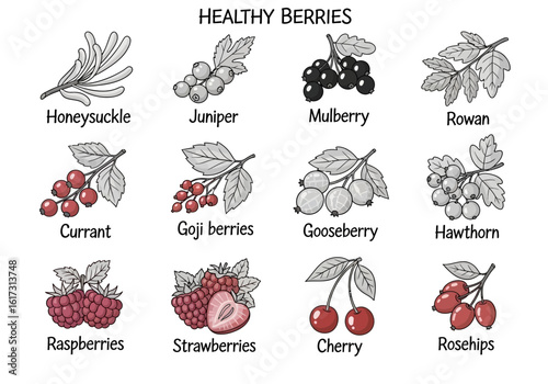 An illustration showcasing twelve different types of healthy berries, each with its name and leaves, arranged in a grid on a white background.