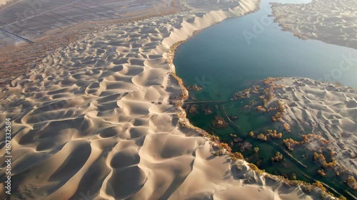 Drone view of lake and river in desert with Populus euphratica forest with yellow golden foliage on sunny autumn day in Xinjiang, China, aerial view of Tata Secret Realm in Yuli, 4k real time footage.