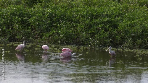  Roseate Spoonbill Birds Feed in Florida Lake