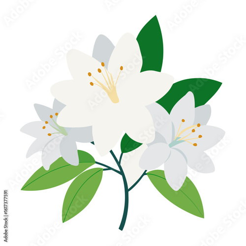 white lily isolated on white