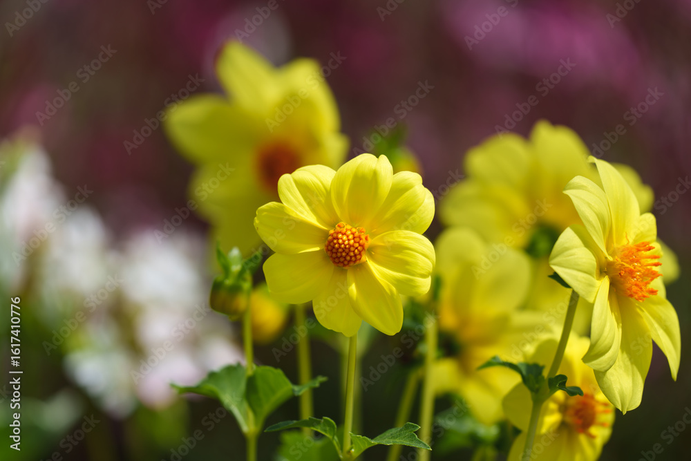 Fototapeta premium Close-up photo of yellow Dahlia flowers blooming in spring.