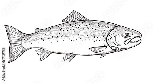 銀鱗の精密描写