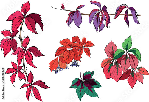  Virginia creeper vine autumn leaves big vector set