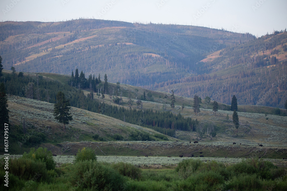Fototapeta premium Lomond Valley Yellowstone at Sunrise