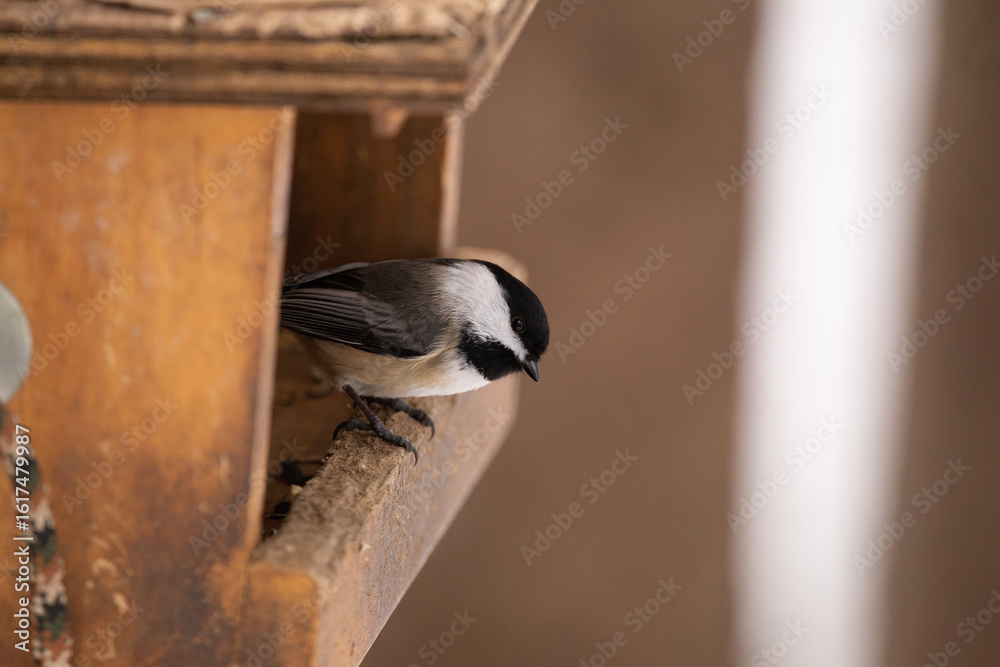 Obraz premium Chickadee in Bird Feeder