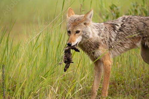 Bilde på lerret Hunting Kananaskis Coyote after capturing meal