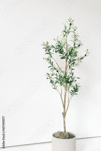 Blank White Studio Wall Space Olive Tree