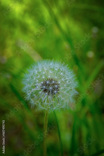 Dandelion seeds in forest meadow