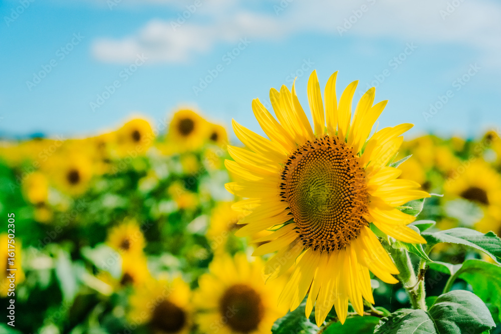 Fototapeta premium ひまわり