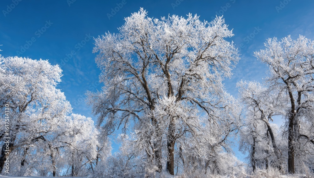 Frozen trees against a clear blue sky Frozen trees against a clear blue sky