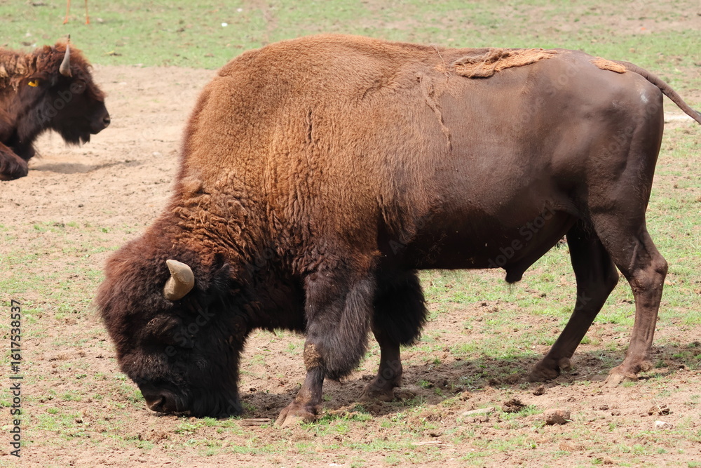 Fototapeta premium american bison in the field