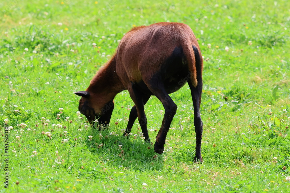 custom made wallpaper toronto digitalBrown goat relaxes eating grass on the pasture