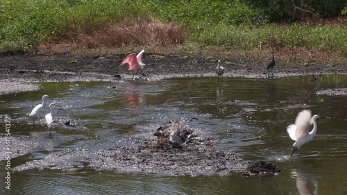  Florida Gar Fish Escapes from Alligator in drying up pond