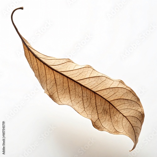 Long Narrow Dry Leaf Curled Inward in Floating Style