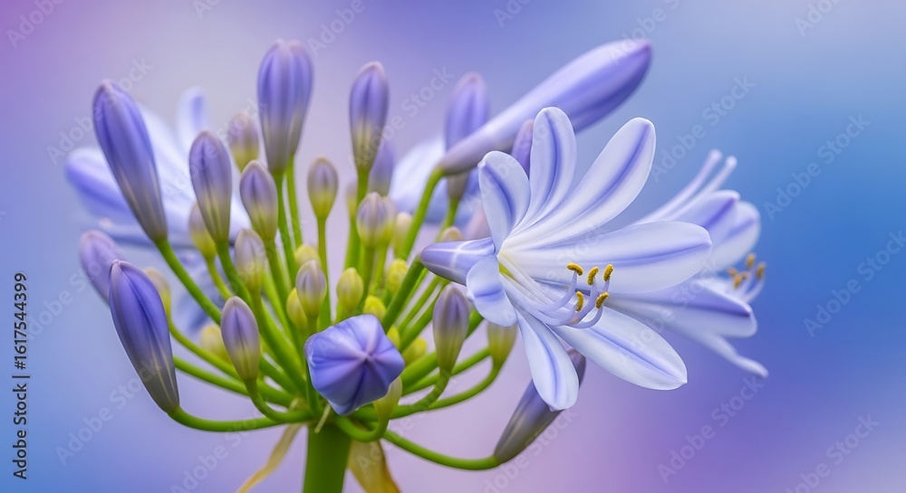 Obraz premium Delicate blue agapanthus flower opening with soft bokeh background