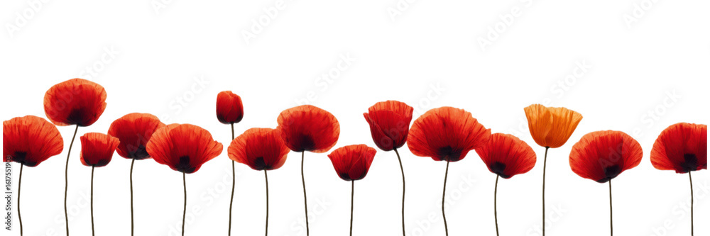 Obraz premium Linear Arrangement of Red and One Orange Poppy in a Row