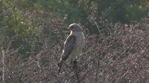  Red-shouldered Hawk looking for Prey in Florida Wetland