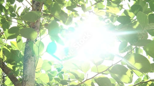 4K Real Shot of Backlit Leaves with Dreamy Natural Ambience