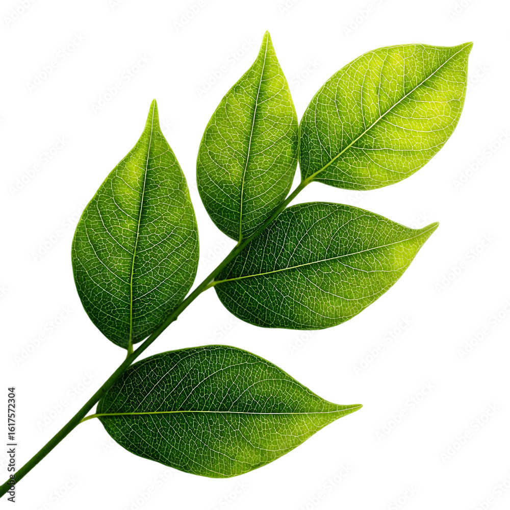 Fototapeta premium Four green leaf on white background