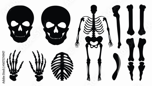 “Comprehensive Visual Guide to the Human Skeleton Featuring Key Bones Such as Skull, Spine, Rib Cage, Hands, Legs, and Full Skeletal Structure. This Illustrated Compilation Offers a High-Contrast Depi