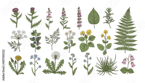 Botanical Collection: An Assemblage of Meticulously Hand-Drawn Illustrations of Plants.