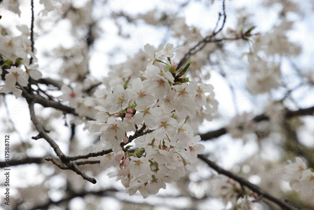 Obraz premium March 27 2025 Close-Up of Blooming White Cherry Blossoms on a Softly, Japan