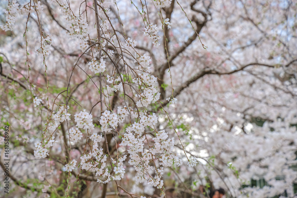 March 27 2025 Under Blooming Cherry Trees in a Peaceful Park Setting, Japan March 27 2025 Under Blooming Cherry Trees in a Peaceful Park Setting, Japan
