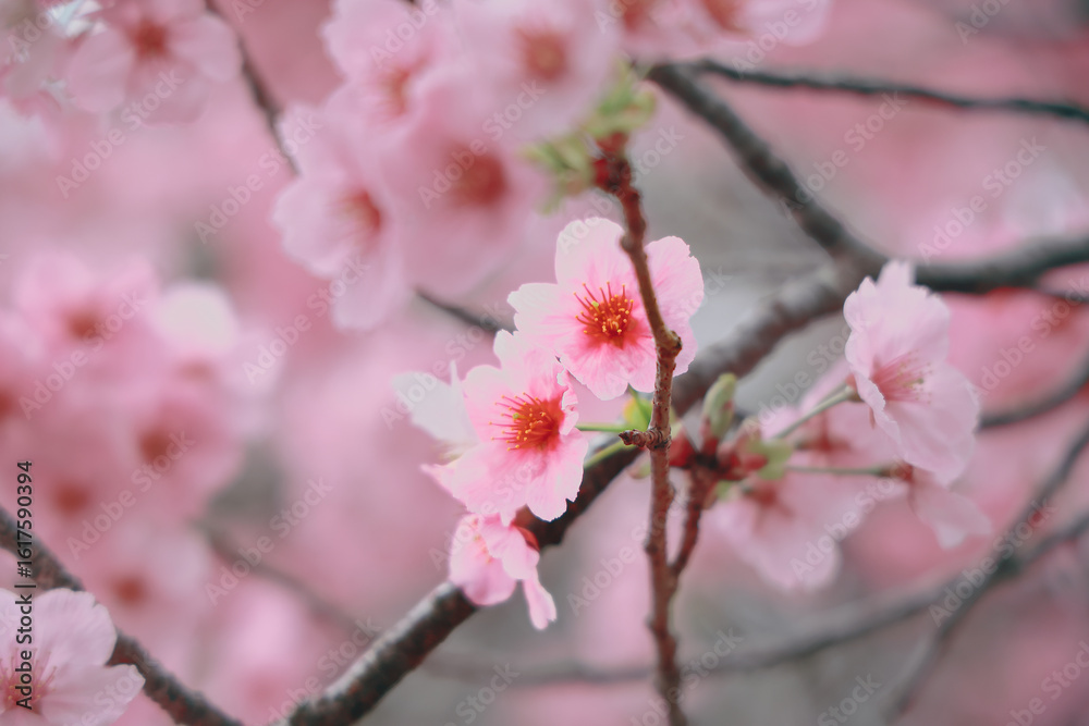 Fototapeta premium March 27 2025 Pink Cherry Blossom Branches in a Springtime Setting, Japan
