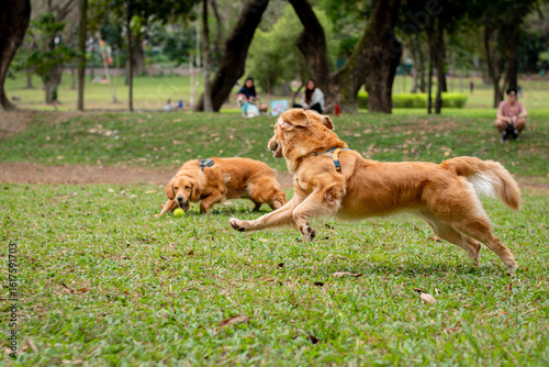 Canvas Print Two active dogs playing with ball at park grass while people watch