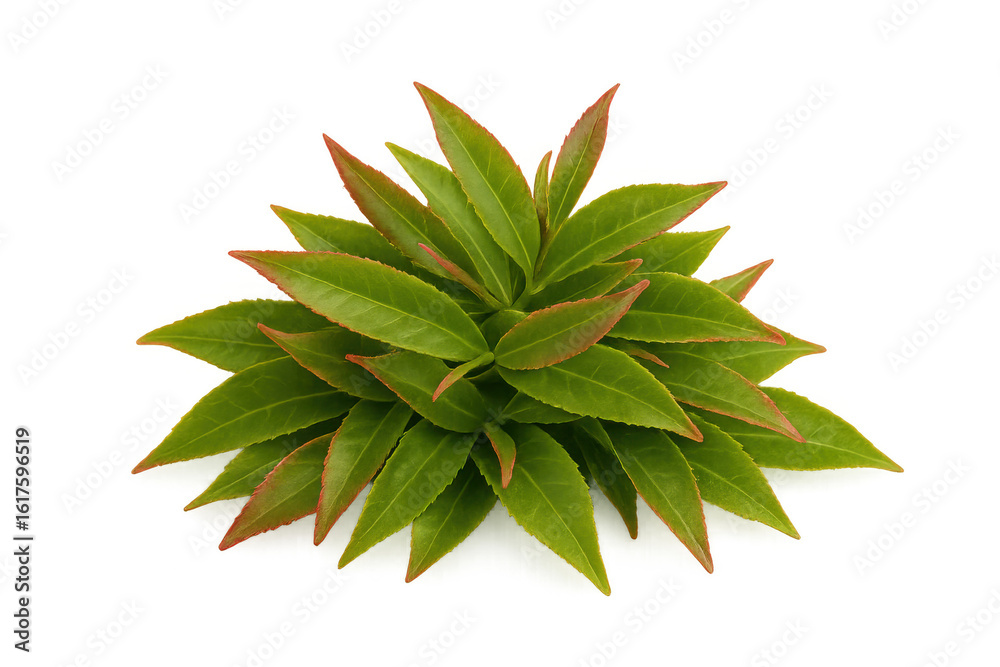 Fototapeta premium Verdant green foliage with crimson-tinged edges creating dense botanical cluster against neutral backdrop