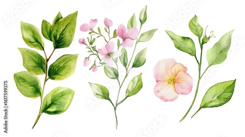 Fototapeta Naklejka Na Ścianę i Meble -  Watercolor botanical illustration of delicate pink flowers and green leaves