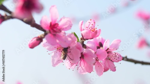video of beautiful pear and peach blossoms