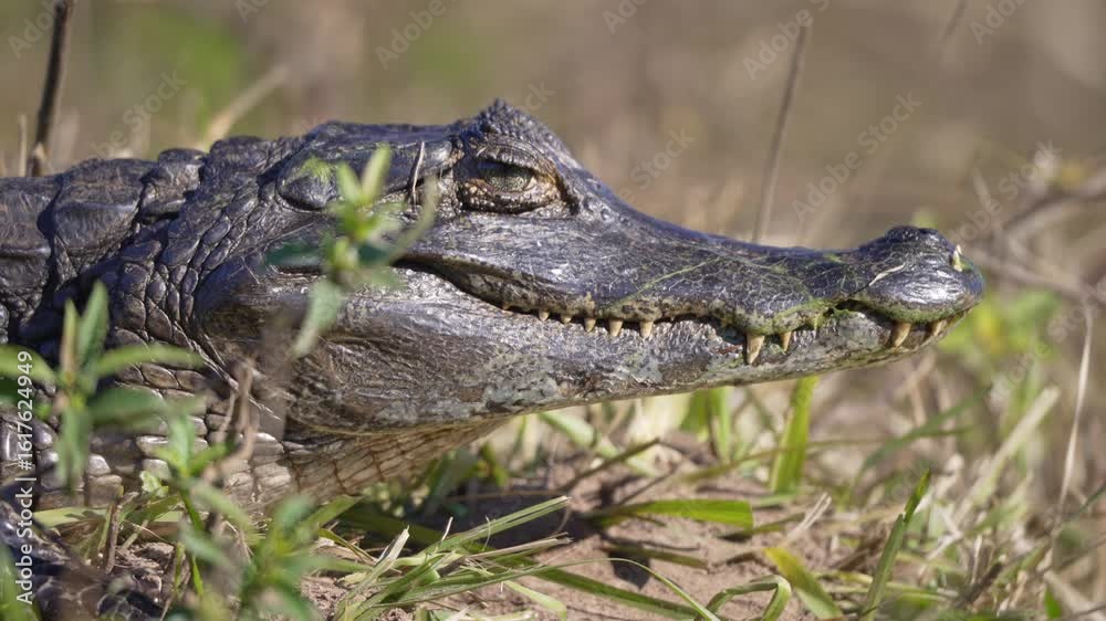 Caiman yacare rests on grassy bank with mouth tightly closed open under natural daylight, telephoto static slow motion sideview Caiman yacare rests on grassy bank with mouth tightly closed open under natural daylight, telephoto static slow motion sideview