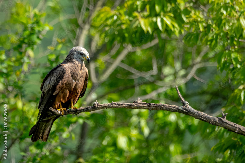 Fototapeta premium Black kite (Milvus migrans) perched on a tree branch surrounded by green leaves. Majestic bird of prey in its natural woodland habitat, looking downwards. Professional wildlife photography.