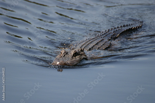 Alligator swimming in a lake in Audubon Bird Sanctuary, Dauphin Island, Alabama.