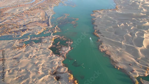 Drone view of high speed boat sailing in lake in desert with Populus euphratica forest with yellow golden foliage on sunny autumn day in Xinjiang, China, 4k real time footage.