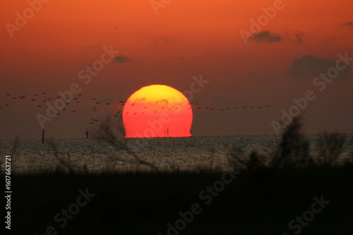 Flock of birds migrating over Gulf of Mexico at sunset watching from Dauphin Island, Alabama