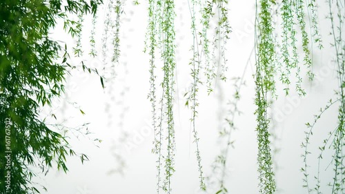 Beautiful Spring Scene with Budding Willow Trees in Nature