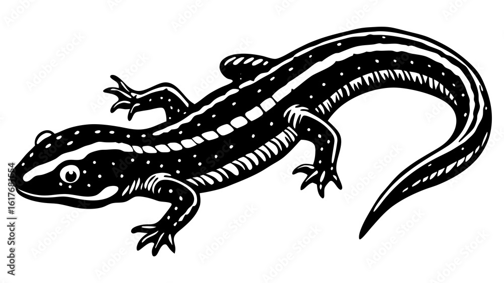 Naklejka premium Black and white illustration of a spotted salamander with stripes