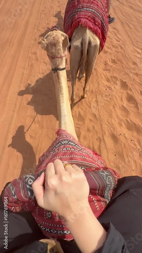 Young Chinese girl Riding camel somewhere in United Arab Emirates