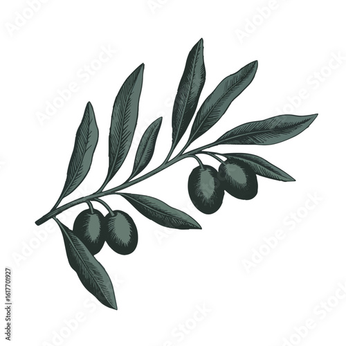 olive branch with olives