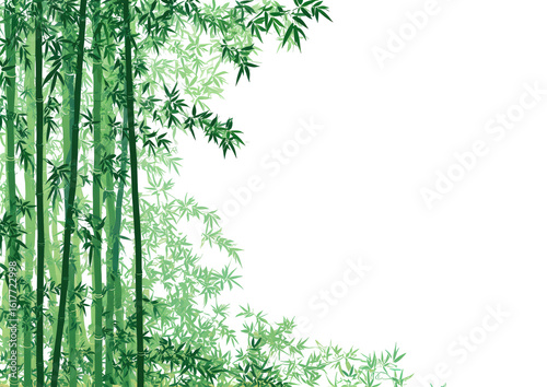 Lush bamboo grove, stylized illustration.  Dense, vertical bamboo stalks dominate a corner of the image.  Soft, light green foliage fills the upper portion.  Black background